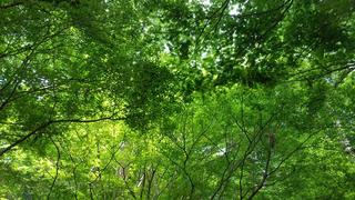 DSC_0387s.jpg