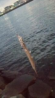 DSC_2648s.jpg